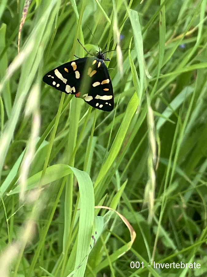 001 Scarlet Tiger Moth